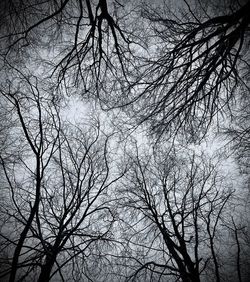 Low angle view of silhouette bare trees against sky