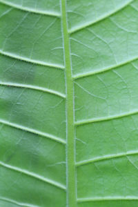 leaf