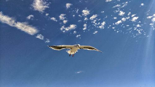 Low angle view of bird flying against sky