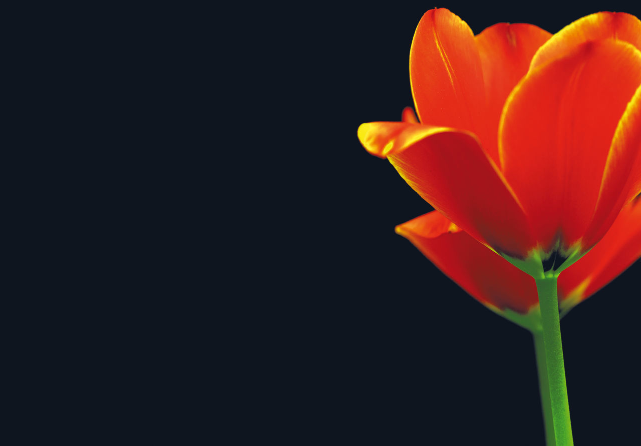 CLOSE-UP OF ORANGE FLOWER