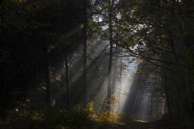 Trees in forest