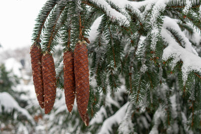 Close-up of pine tree during winter