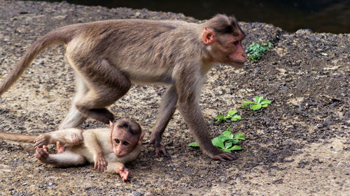 High angle view of monkey with infant on field