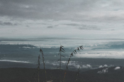 Plants on land against sky