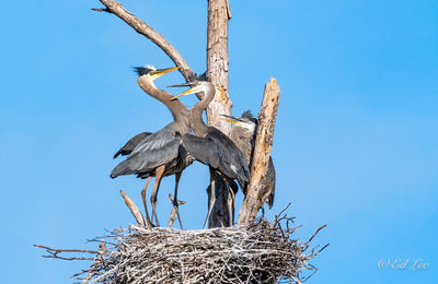 Low angle view of bird perching on tree against sky