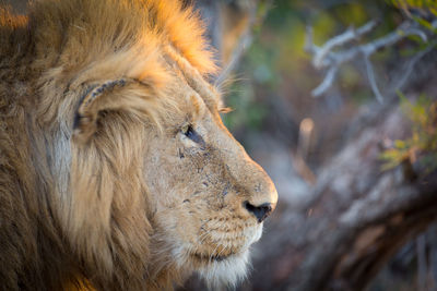 Close-up of lion outdoors