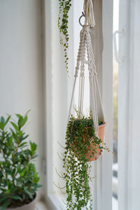 Handmade cotton macrame plant hanger hanging from the window in living room. love for indoor plants