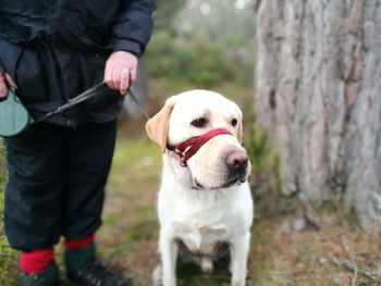 Midsection of man with dog