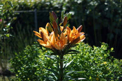 Close-up of yellow flowering plant