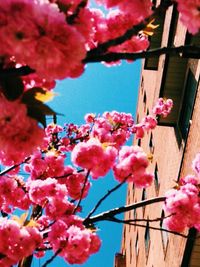 Low angle view of pink flowers