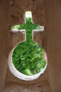 Close-up of plants seen through window