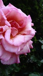 Close-up of pink rose blooming outdoors