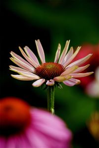 Close-up of daisy blooming outdoors