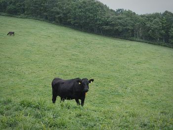 Cows on field by trees