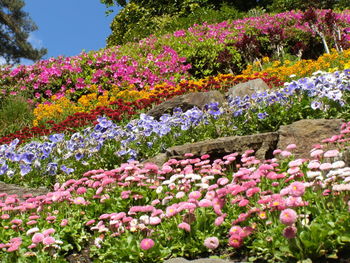 Close-up of pink flowers in garden