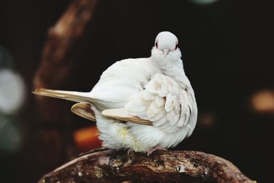 White bird perching on a branch