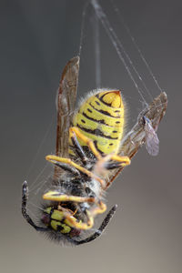 Close-up of butterfly over black background