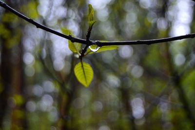 Close-up of wet plant leaves in rainy season