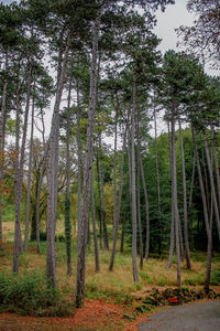 Trees in forest