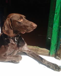 Close-up of a dog looking away