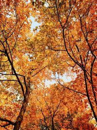 Low angle view of autumnal trees against sky