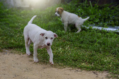 View of dog standing on field