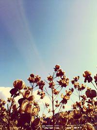 Low angle view of plants against clear blue sky