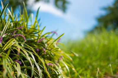 Close-up of plant on field