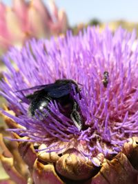 Close-up of honey bee on purple flower