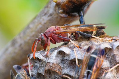 Close-up of insect on rock