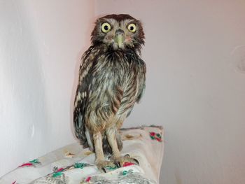 Portrait of owl against wall