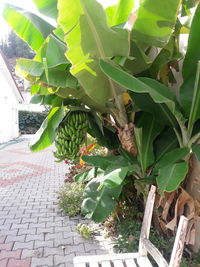 High angle view of potted plant on house