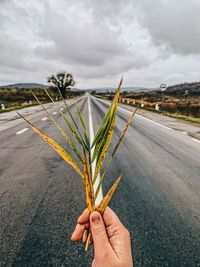 Cropped hand of person holding leaves on road against sky