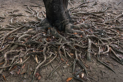 Tree trunk in forest