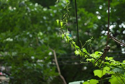Close-up of leaves on tree