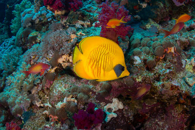 Close-up of fish swimming in sea