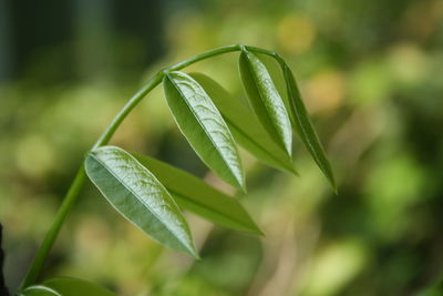 Close-up of fresh green plant