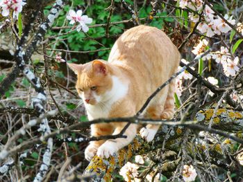 Cat in a tree