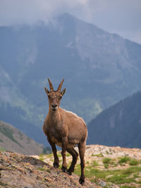 Deer standing on land against mountains