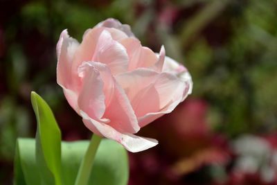 Close-up of single pink tulip in the garden