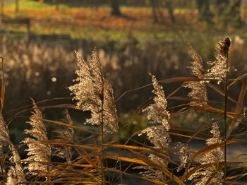 Close-up of dry plant on field during winter