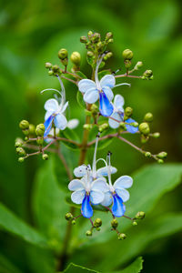 Close-up of purple flowering plant