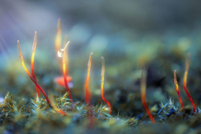 Close-up of plants on field