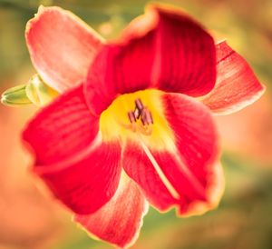 Close-up of red hibiscus blooming outdoors