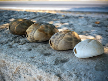 Close-up of shells on beach