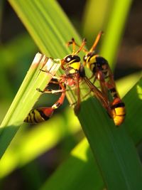 Close-up of insect on plant