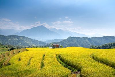 Scenic view of agricultural field against sky