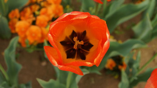 Close-up of orange poppy flowers