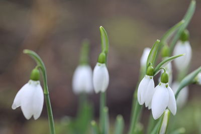 Close-up of white flowering plant