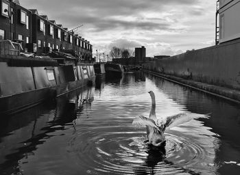 White swan on narrow canal in the city